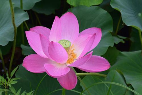 中国9种香的花：一种会为你引路，一种提炼的香精比黄金还贵！