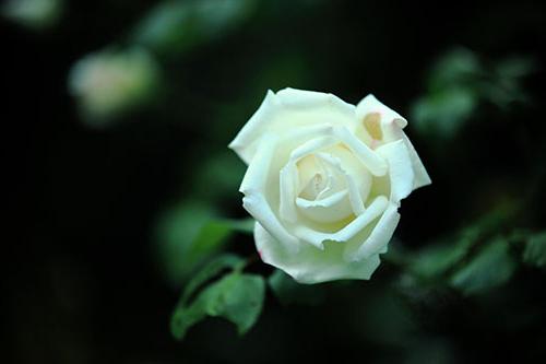 白玫瑰香精